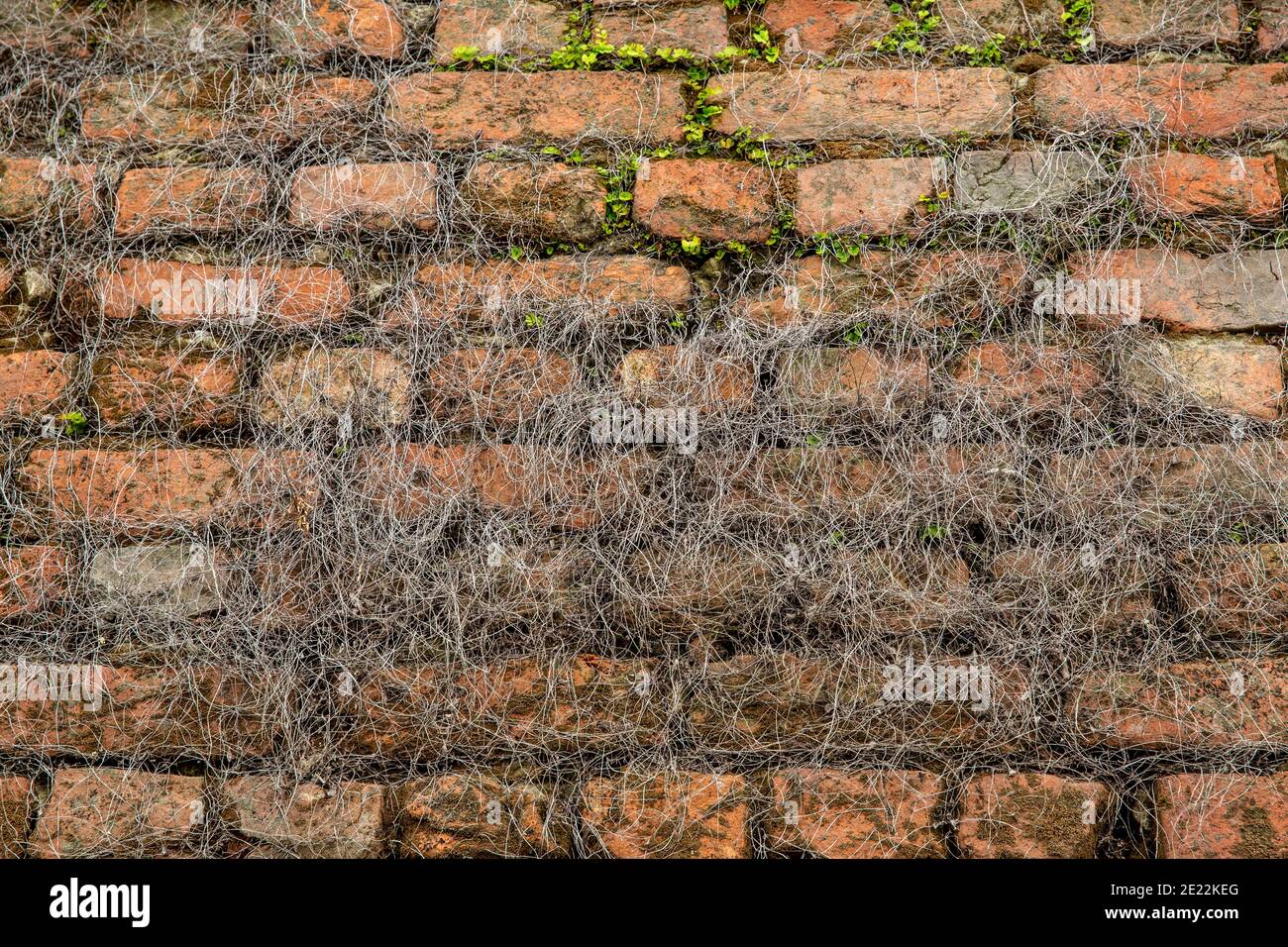 Parasites plaguing on a wall. Stock Photo