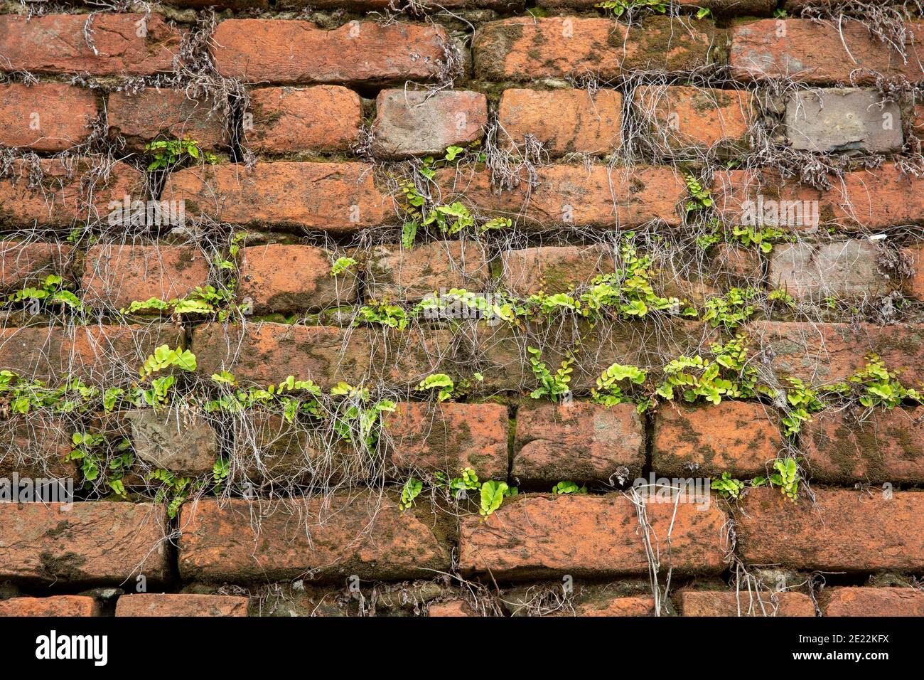 Parasites plaguing on a wall. Stock Photo