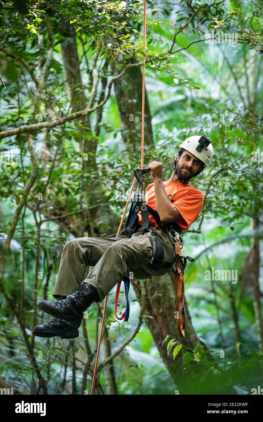 Tree climbing man rappelling down in beautiful green rainforest