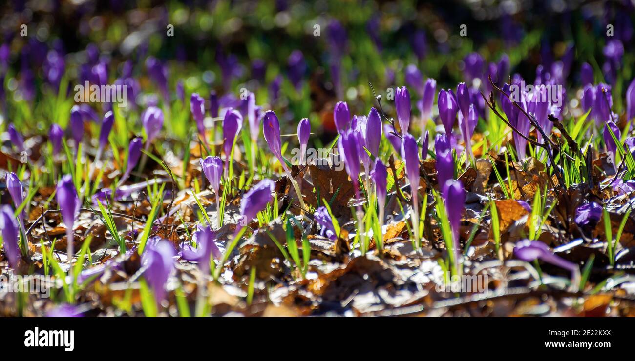 purple crocus flower blooming. beautiful nature scenery in the park. sunny weather. close up shot with shallow depth of field Stock Photo