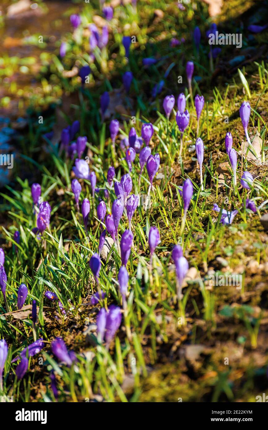 purple crocus flower blooming. beautiful nature scenery in the park. sunny weather. close up shot with shallow depth of field Stock Photo