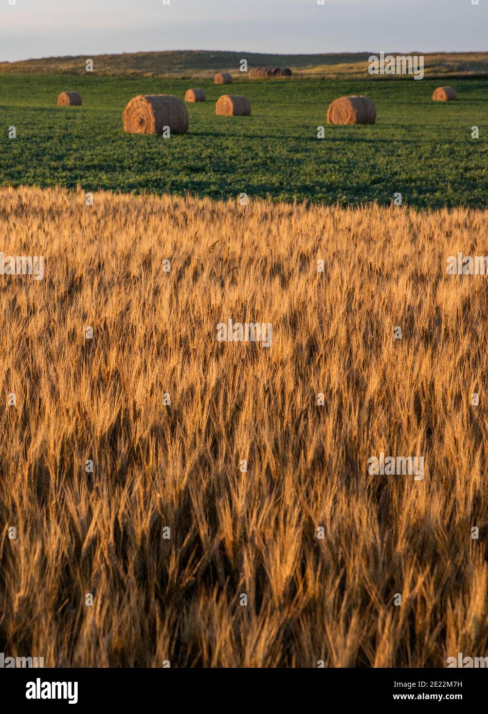 North dakota farm hires stock photography and images Alamy