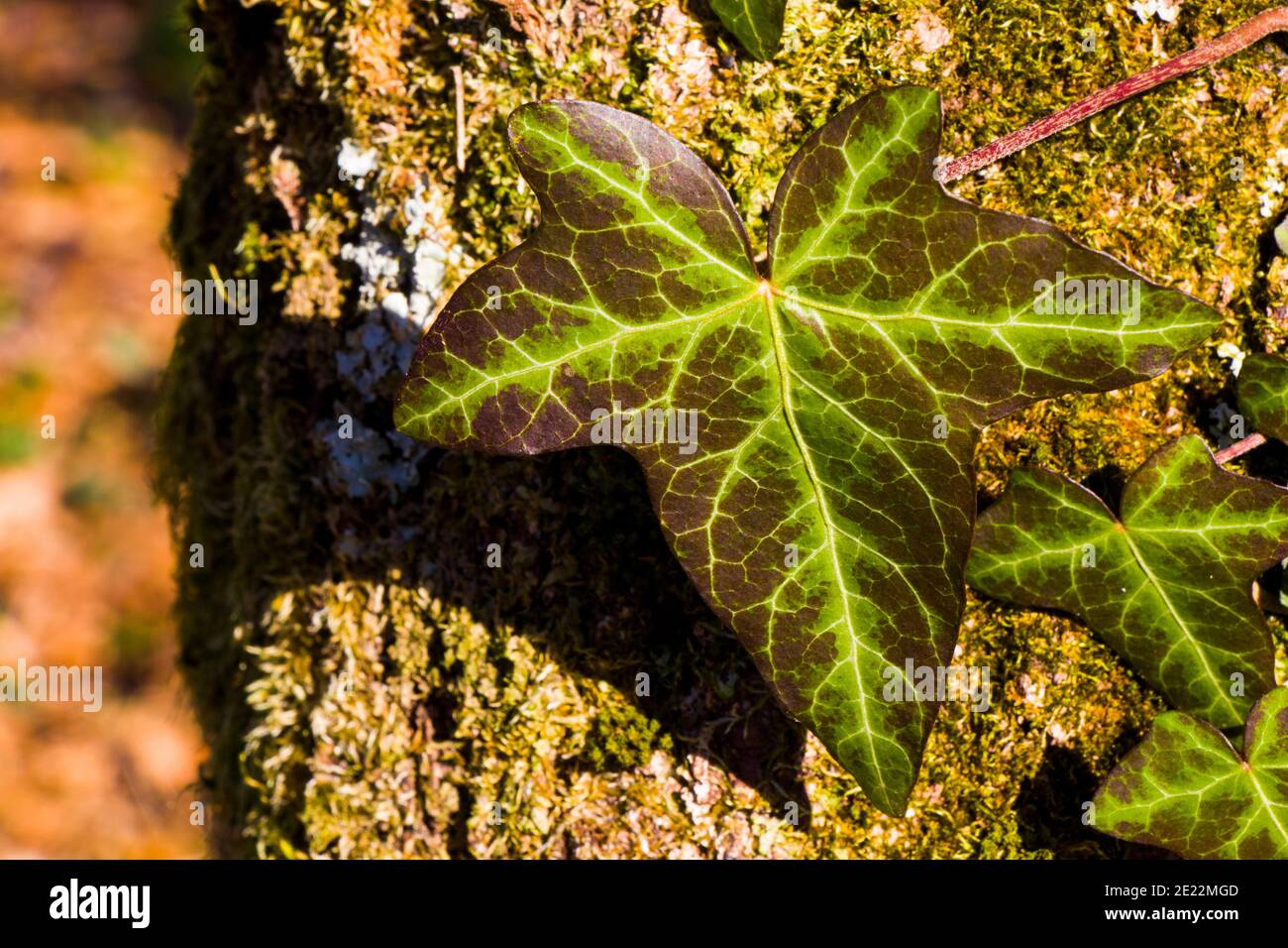 Ivy clipping path and moss, climber plant on the tree, nature background Stock Photo