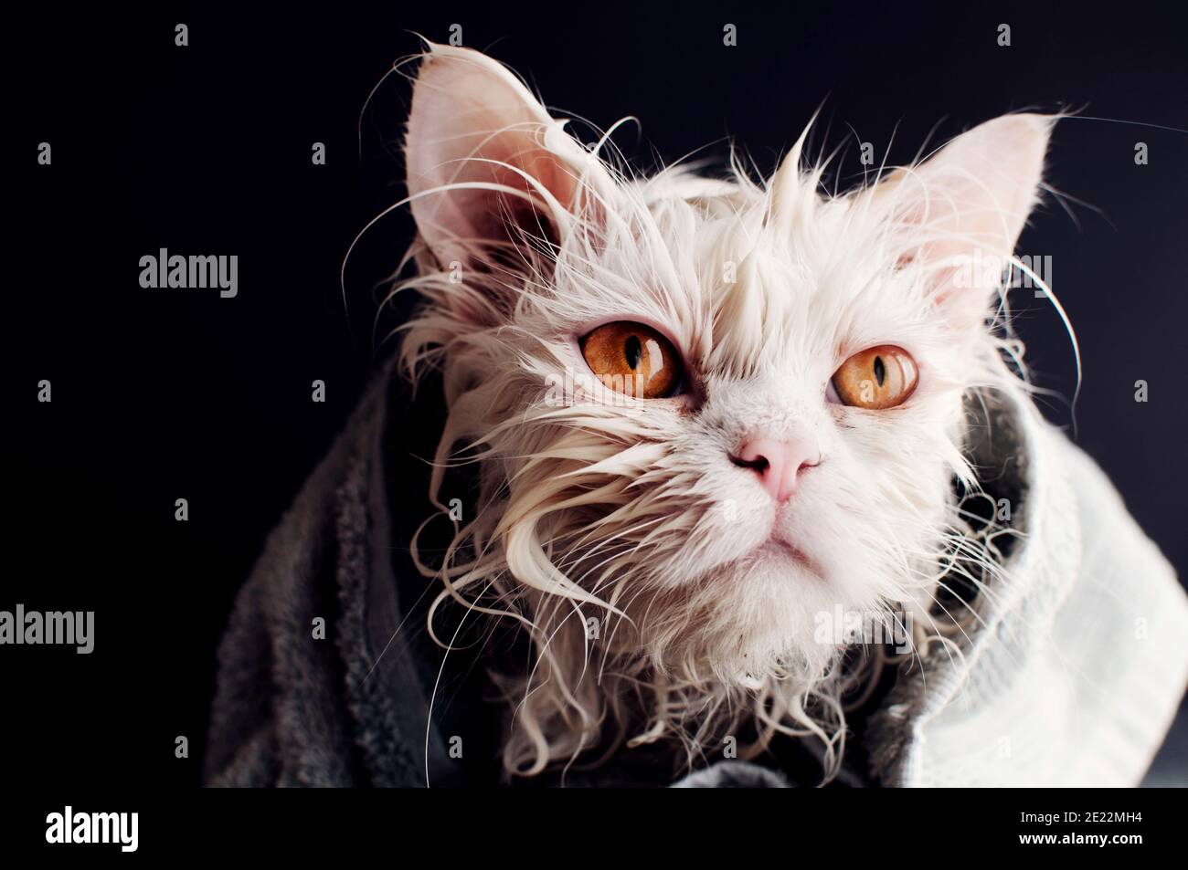 Wet cat wrapped in a towel Stock Photo Alamy