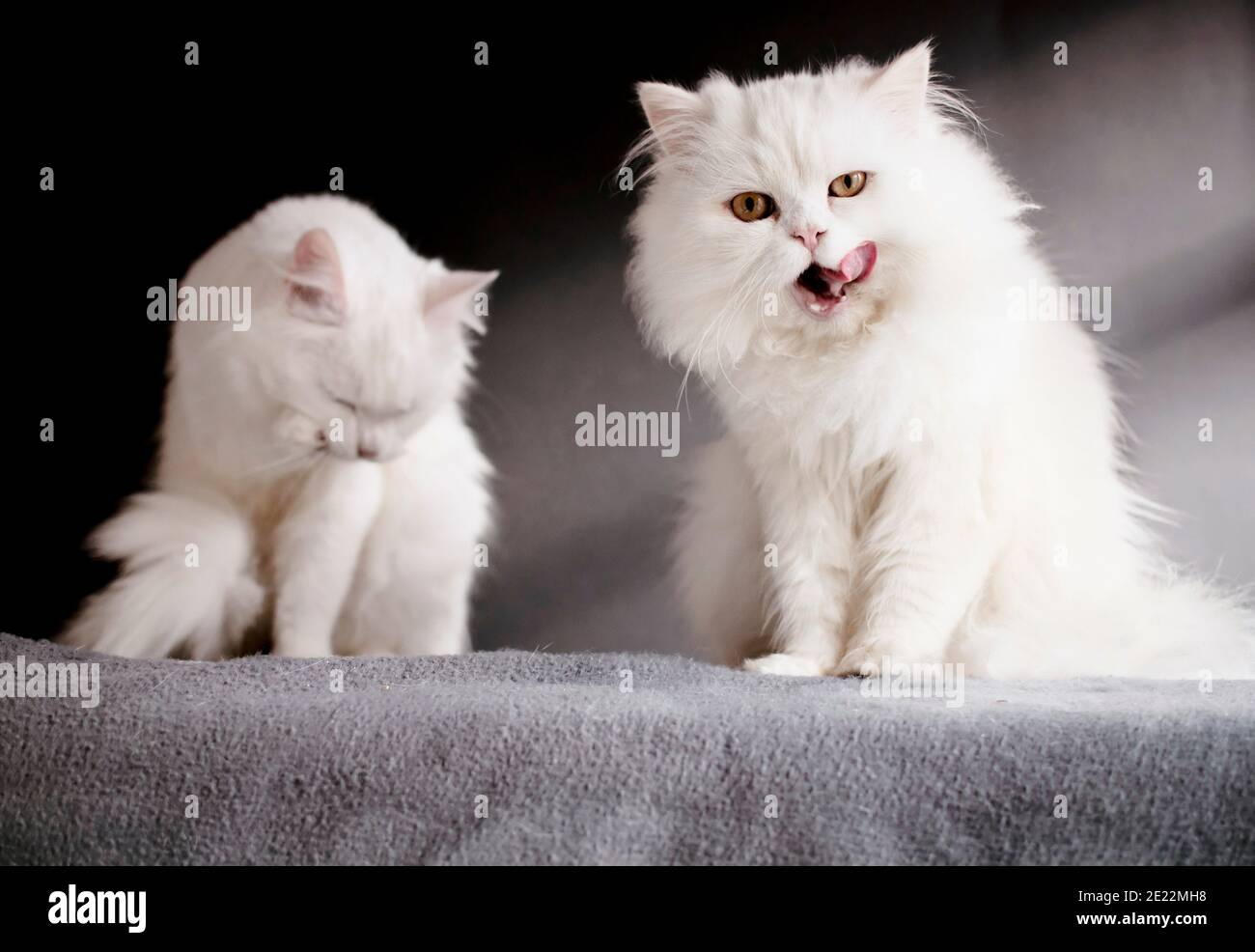 Two white cats standing on a blanket, one licking its mouth Stock Photo