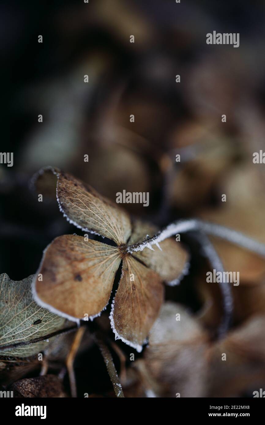 Macro of frozen snow on withered hydrangea flower in winter Stock Photo