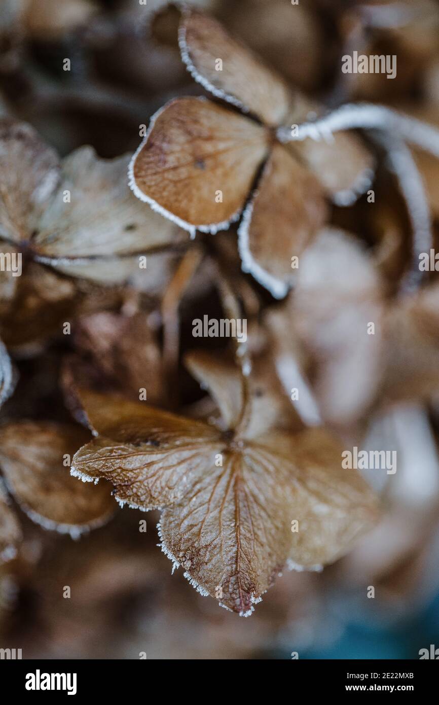 Close-up of iced petals of hortensia flowers in wintry outdoor Stock Photo