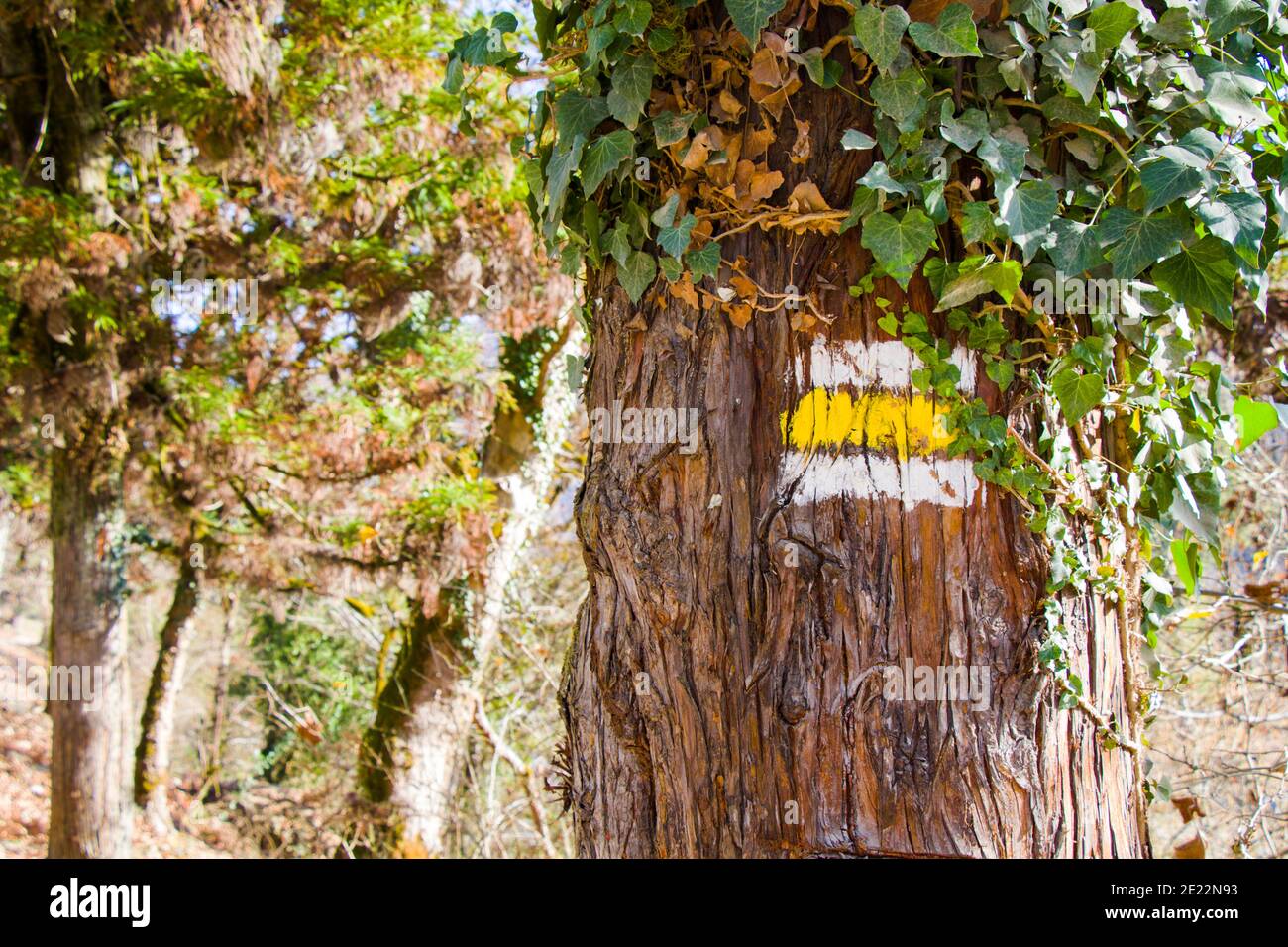 Hiking sign lines on the tree, road direction in Georgia Stock Photo ...