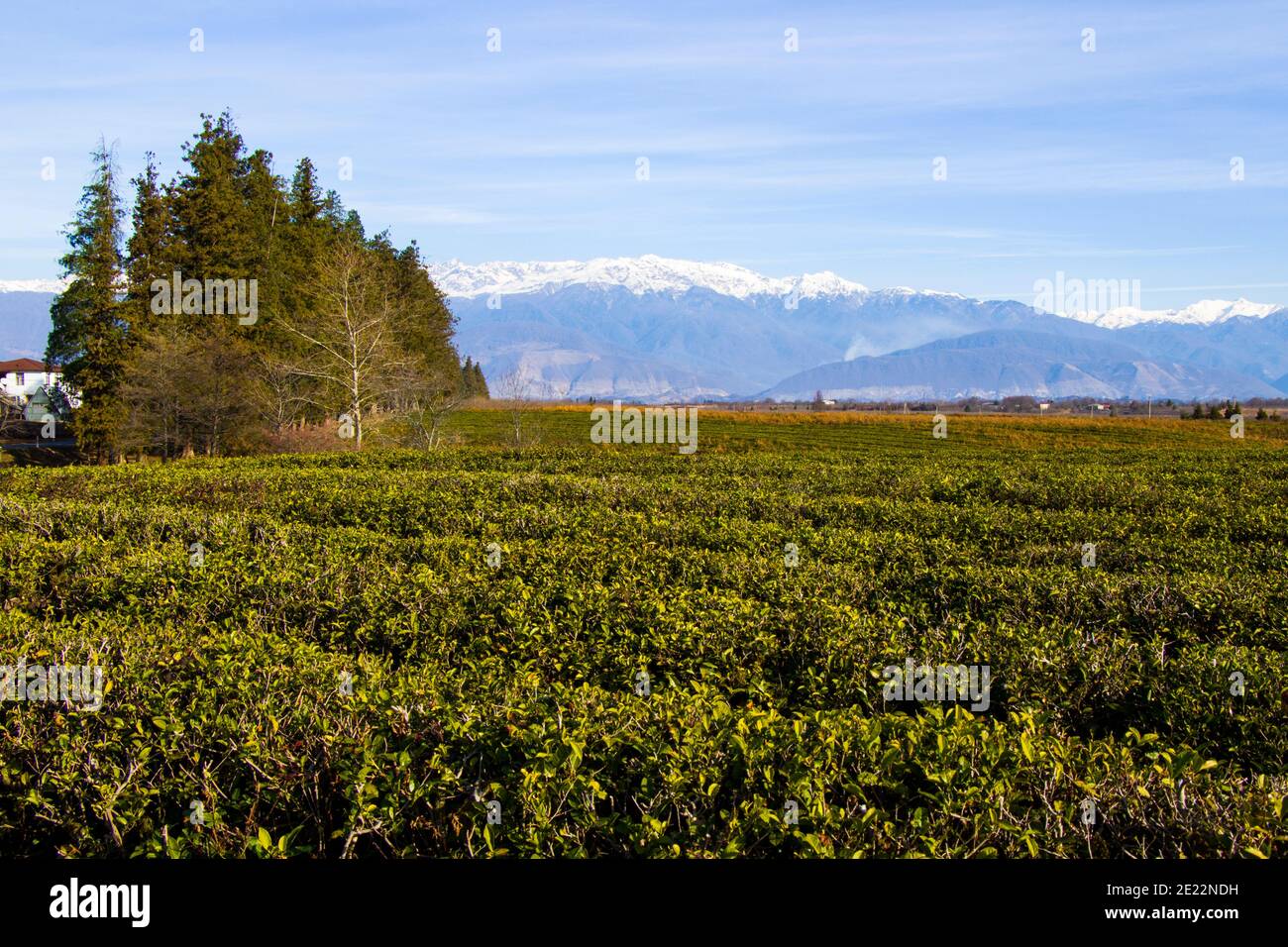 Tea plantations, tea tree field in Georgia Stock Photo - Alamy
