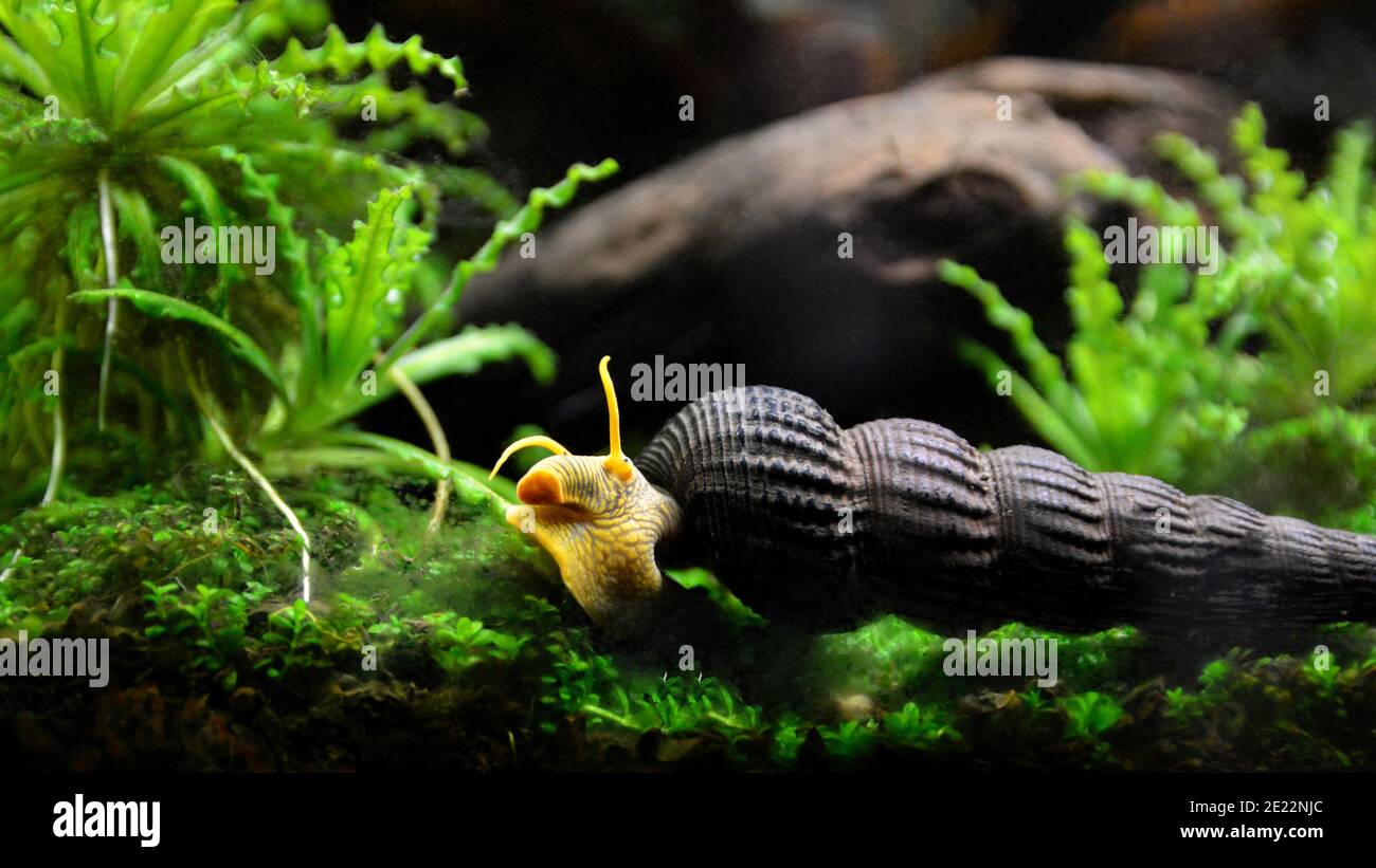 Aquatic snail Tylomelania in an aquarium. Stock Photo