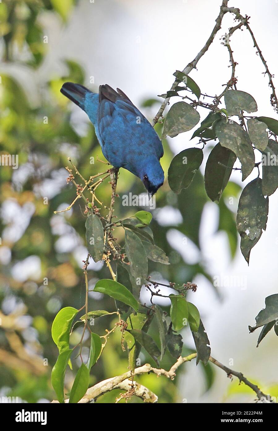 Blue Cuckoo-shrike (Coracina azurea) adult male feeding in fruiting tree  Kakum NP, Ghana                     February Stock Photo