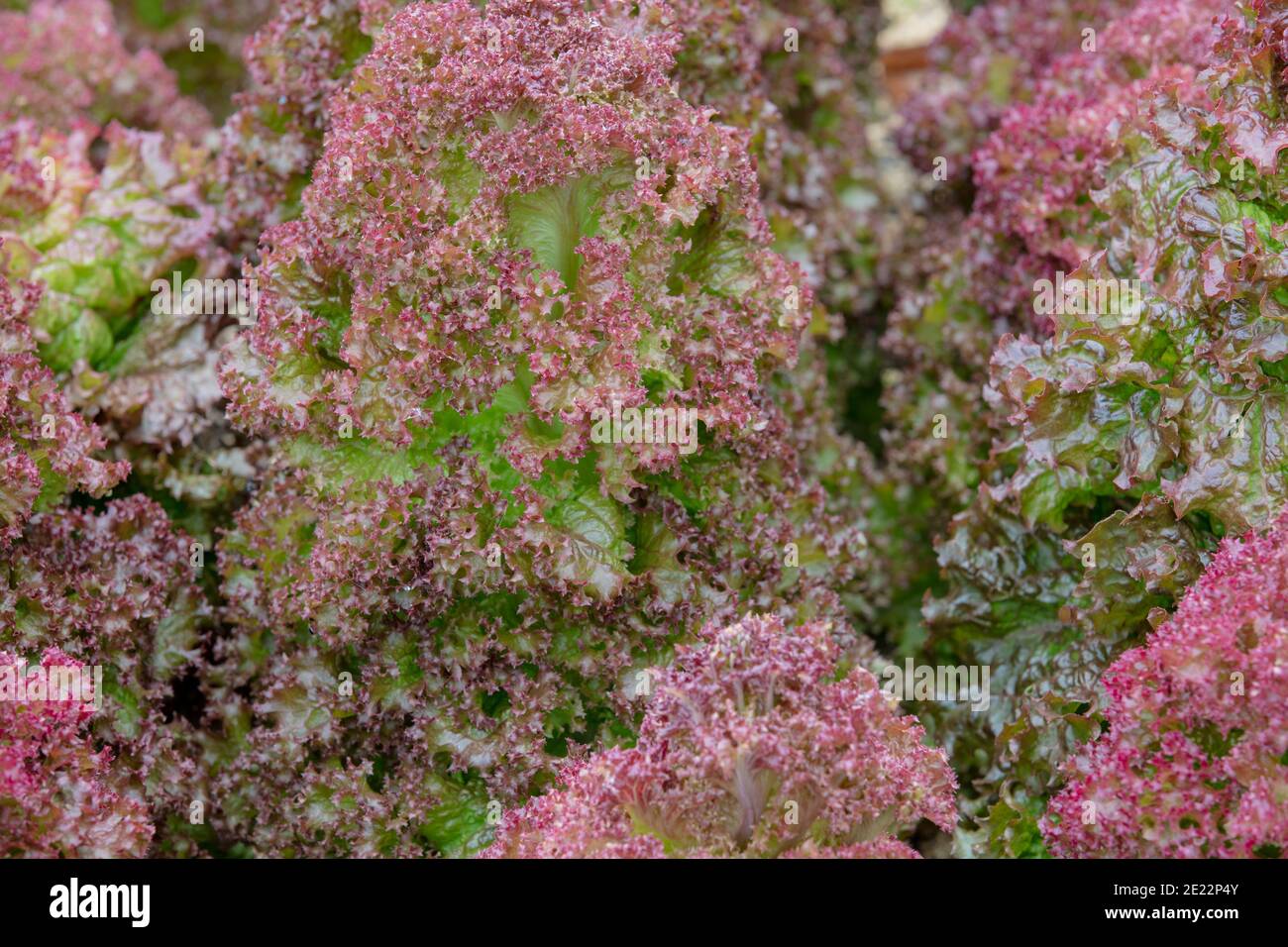 Close up of the beautiful and colourful lettuce Lollo Rosso. Stock Photo