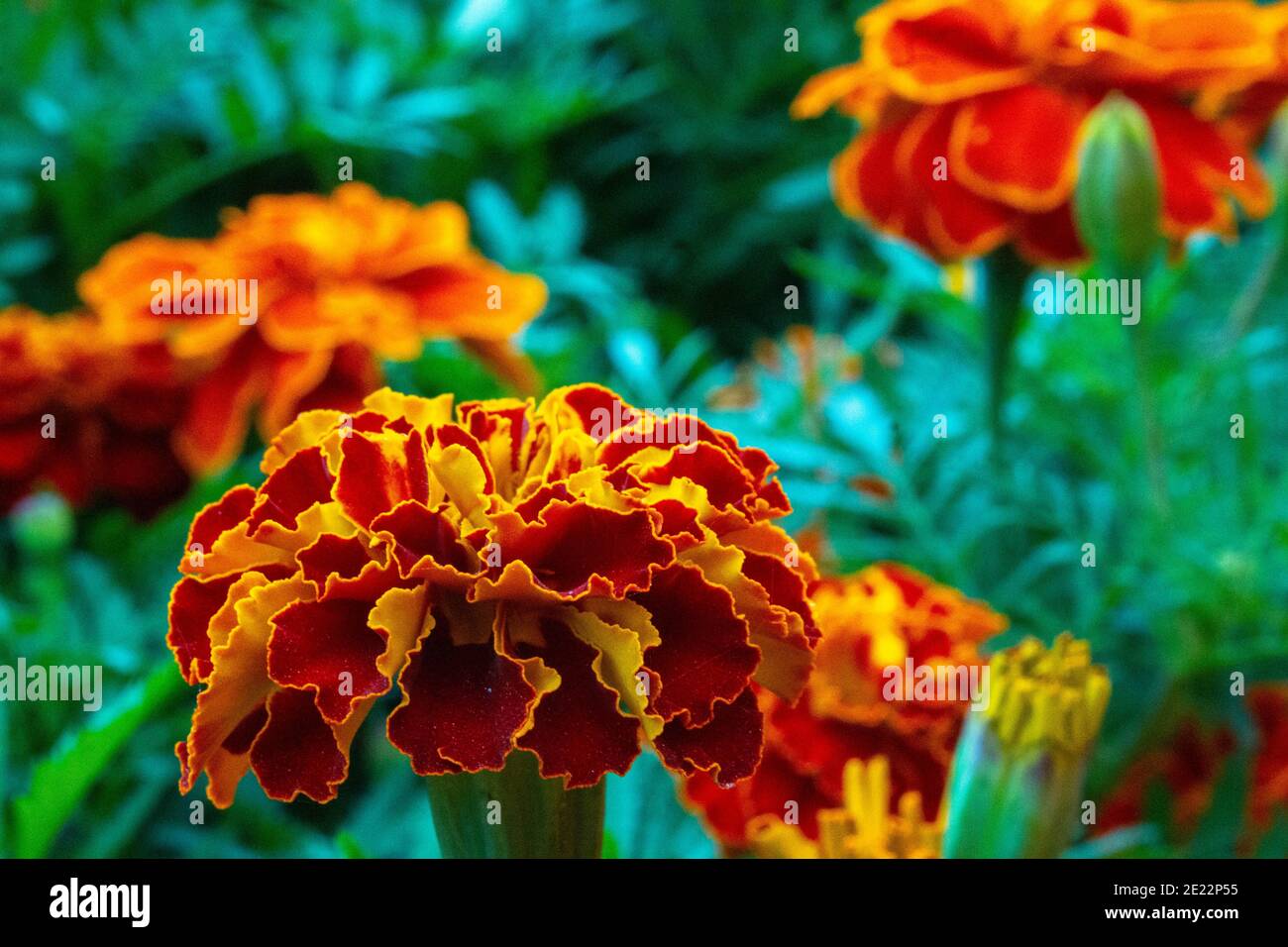 Most beautiful marigold flower hires stock photography and images Alamy