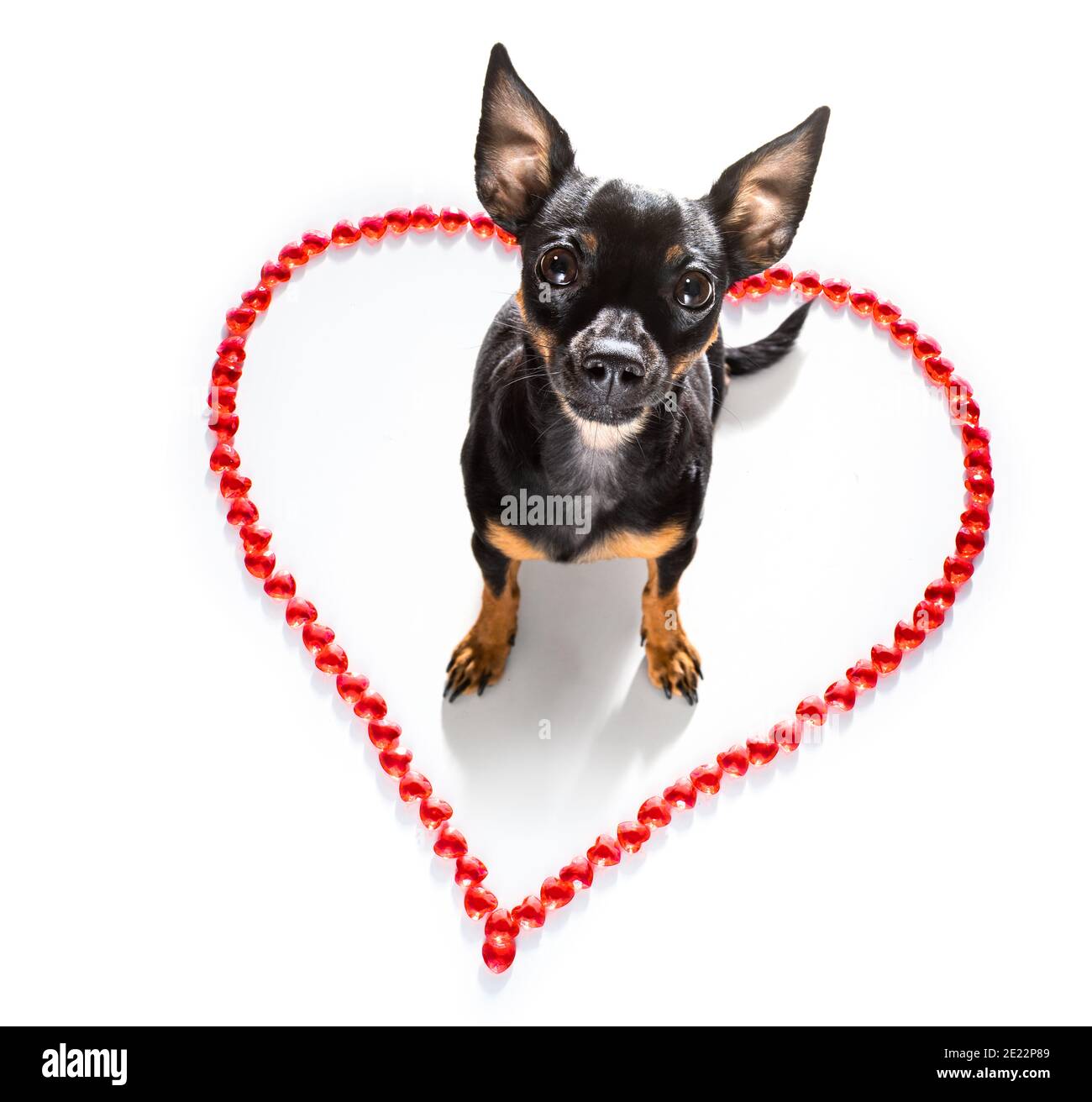 prague ratter dog on valentines love heart shape with I love you sign as background isolated on white Stock Photo