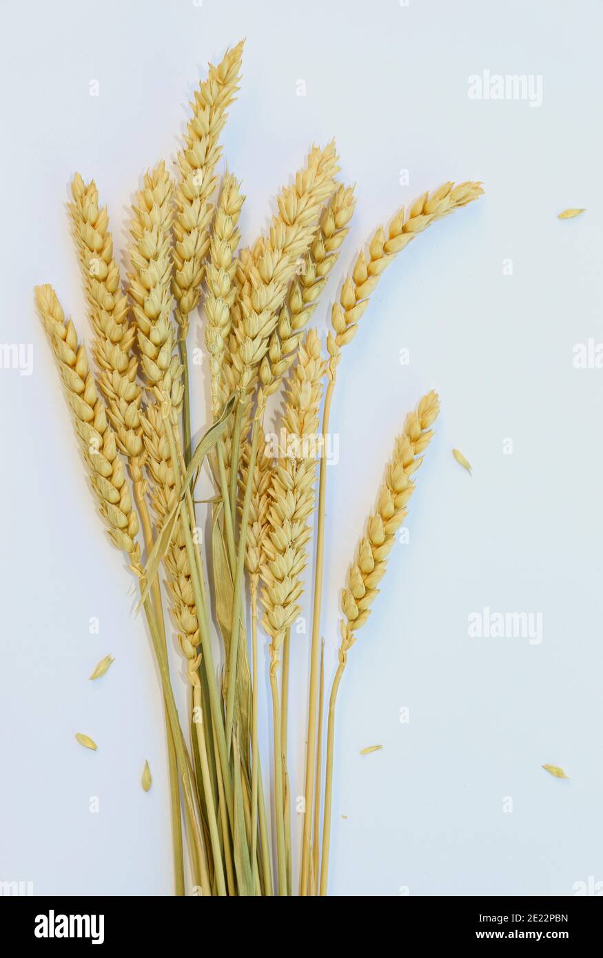 Sheaves of wheat grain used for making flour and other food products