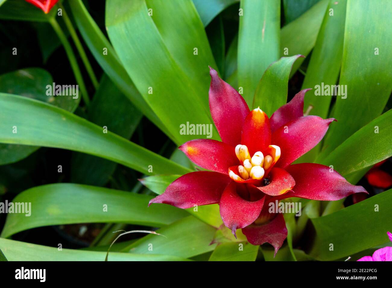 Closeup shot of a beautiful bromelia flower Stock Photo