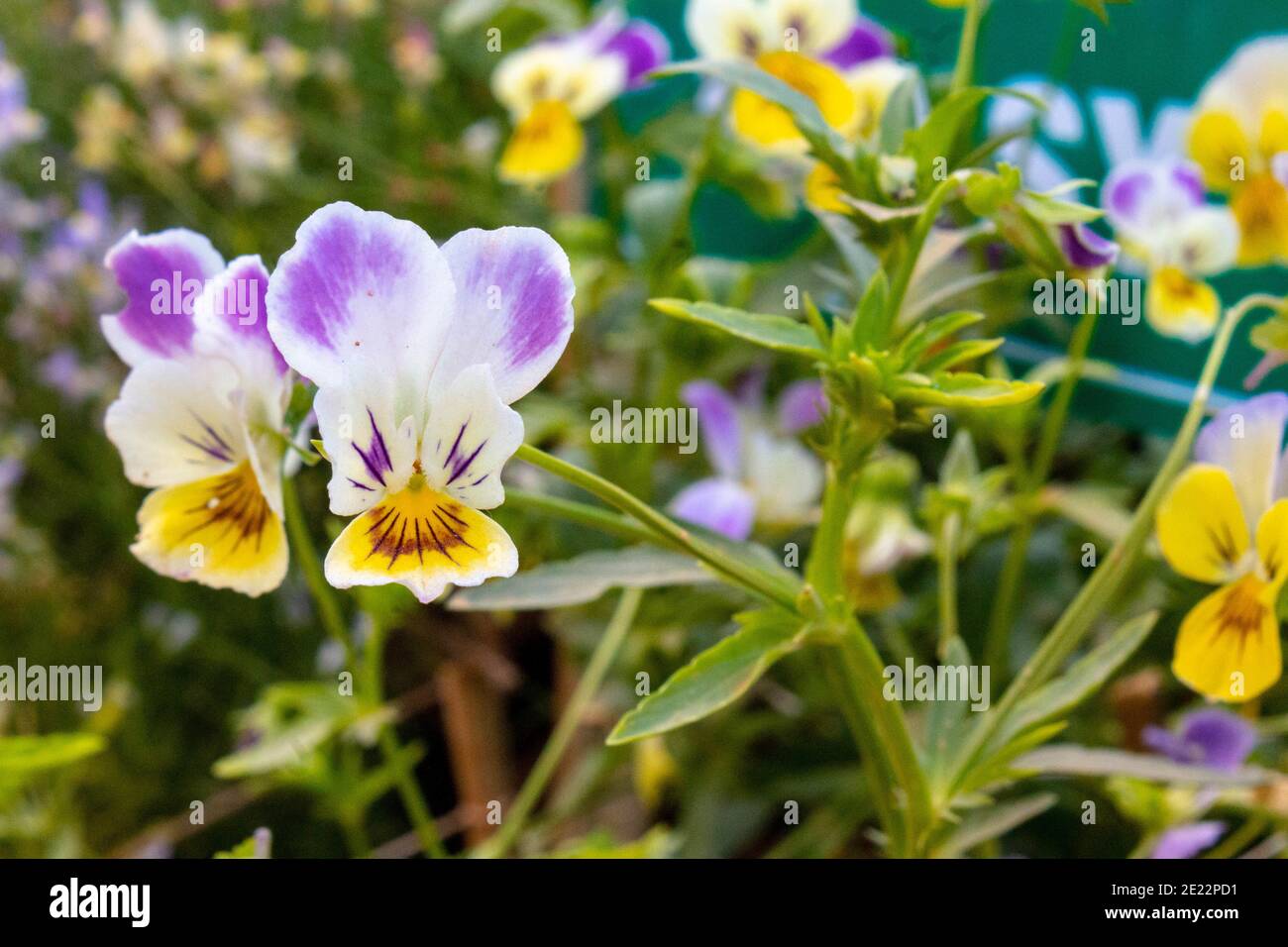 Closeup focus shot beautiful hi-res stock photography and images - Alamy