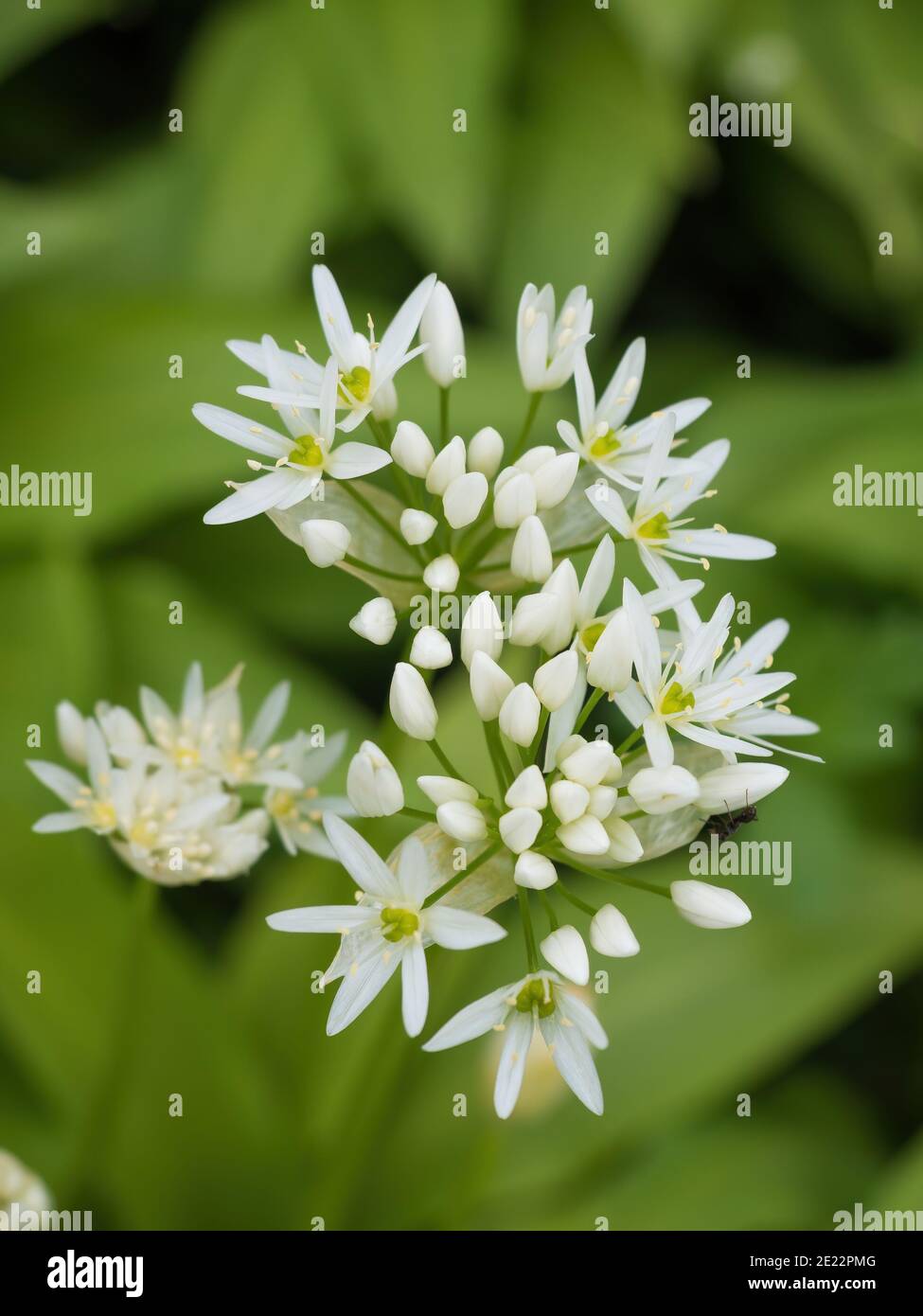 Beautiful blooming white flowers of ramson wild garlic (Allium