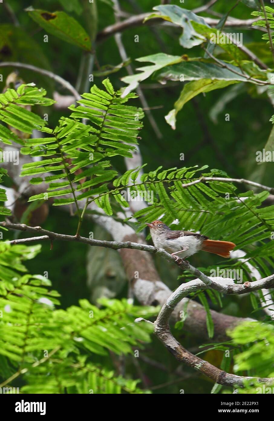 Chestnut capped flycatcher hires stock photography and images Alamy