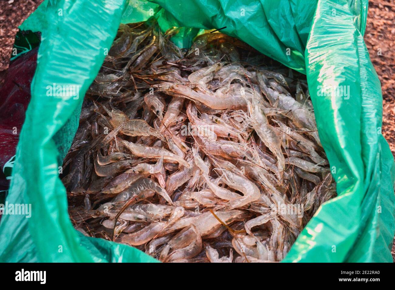 A full bag of shrimp. Fishing catch. There's a shrimp in the bag Stock  Photo - Alamy