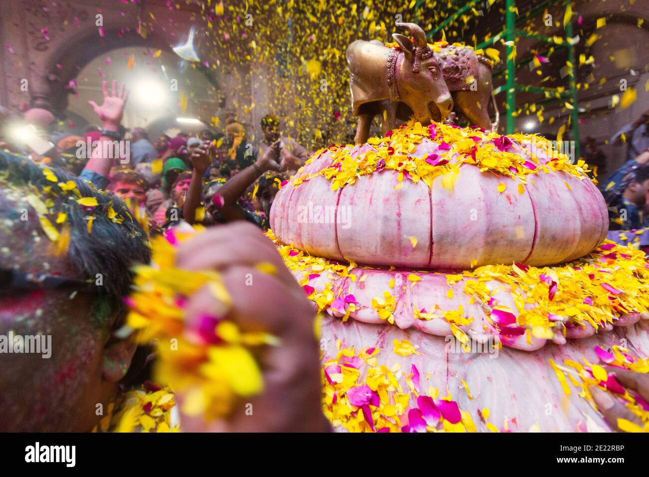 Statue of the sacred cow covered in flower petals at the Phoolon Wali Holi, a holi with flower petals held at the Banke Bihari temple. At this unique Stock Photo