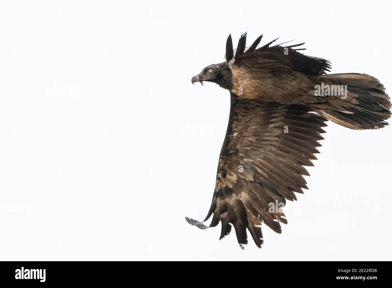 bearded vulture (Gypaetus barbatus) juvenile female flying over field, United Kingdom Stock Photo