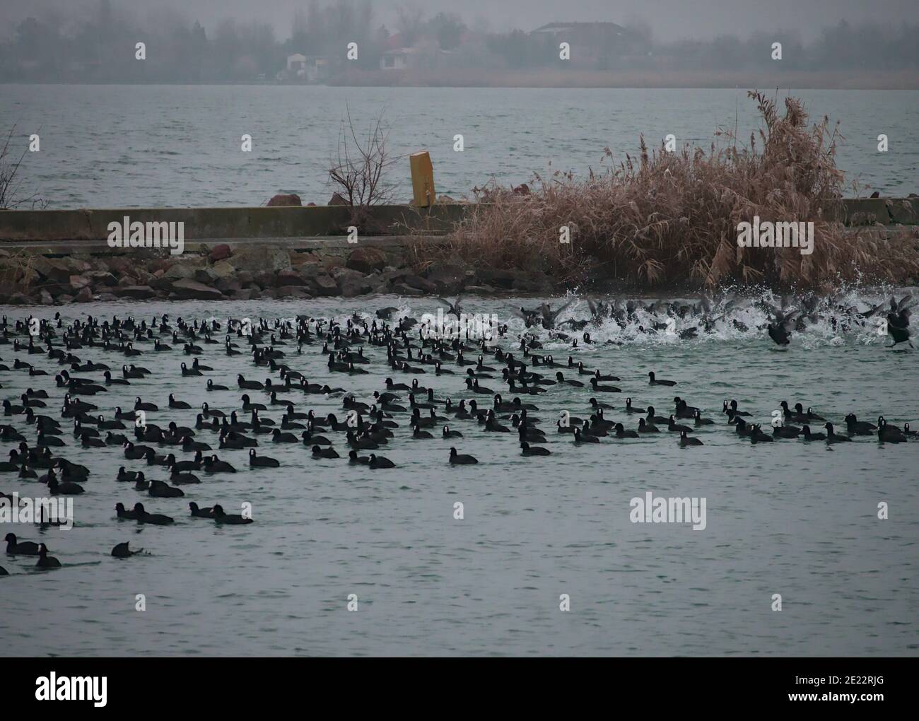 Eurasian coots taking off from lake during winter Stock Photo