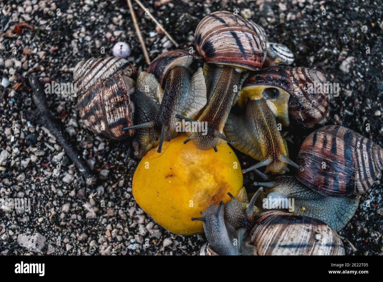 The snails eat an orange. Feeding large snails with citrus fruits Stock