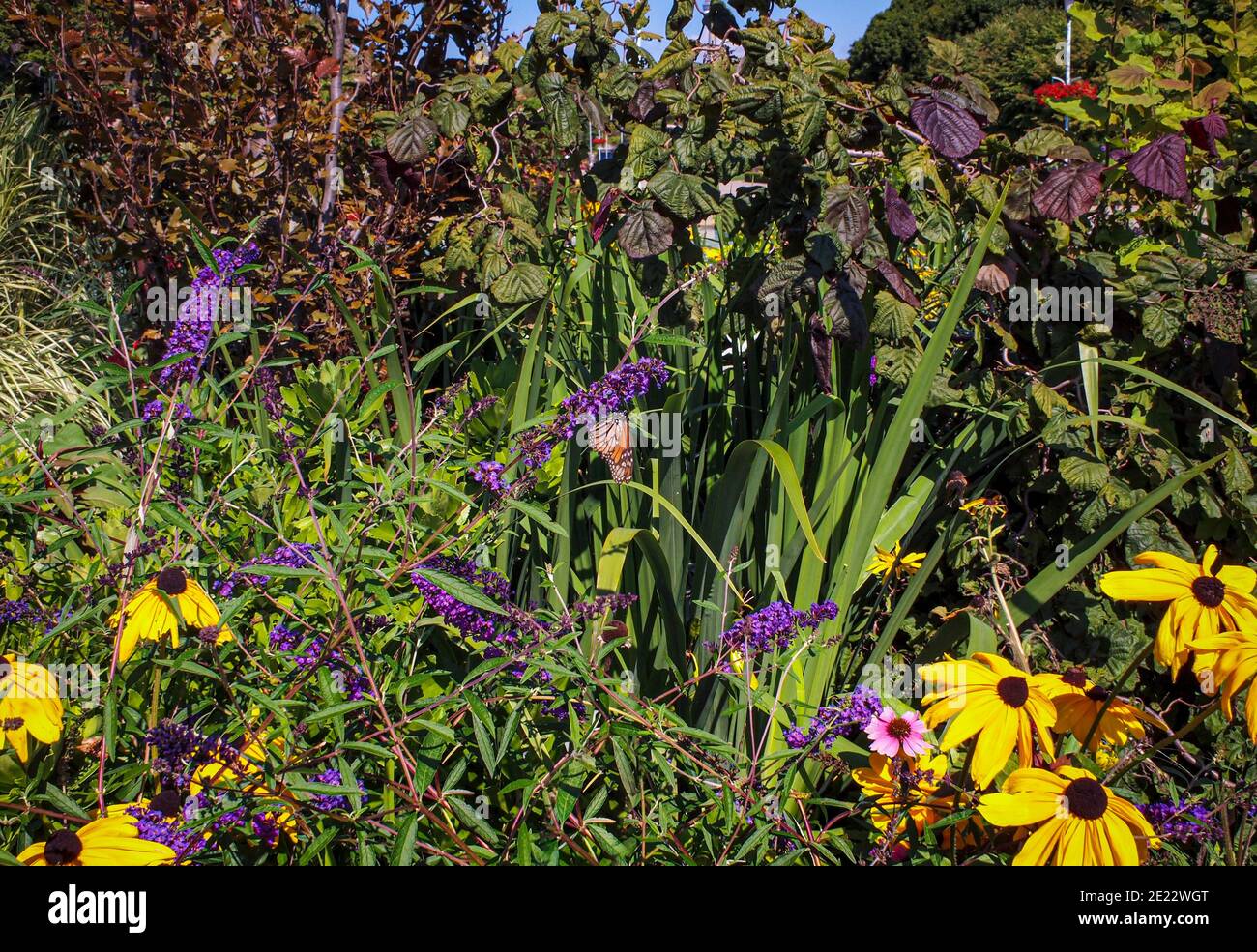 Monarch butterfly (Danaus plexippus), perched on buddleja flower in