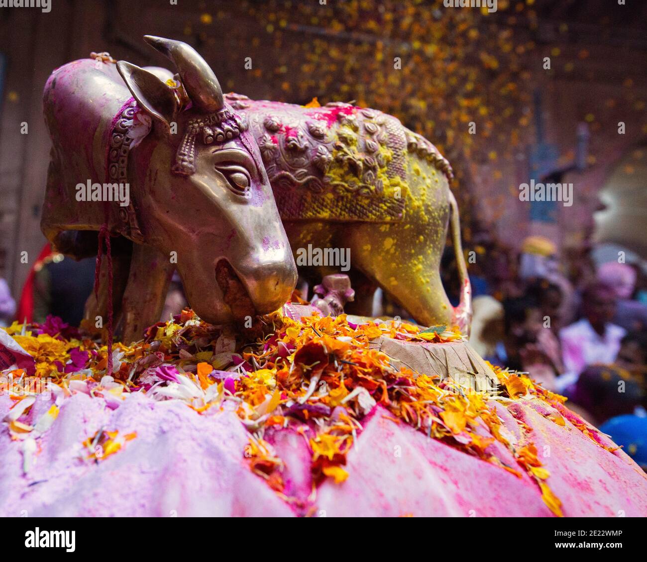 Statue of the sacred cow covered in flower petals at the Phoolon Wali Holi, a holi with flower petals held at the Banke Bihari temple. At this unique Stock Photo