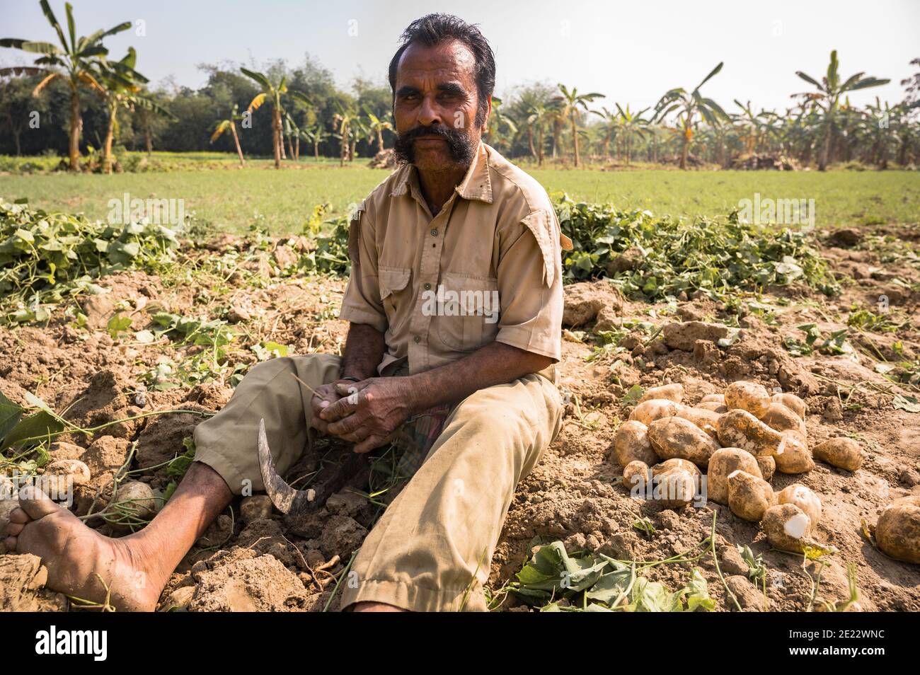 A farmer and his family is digging the cultivated soil and picking