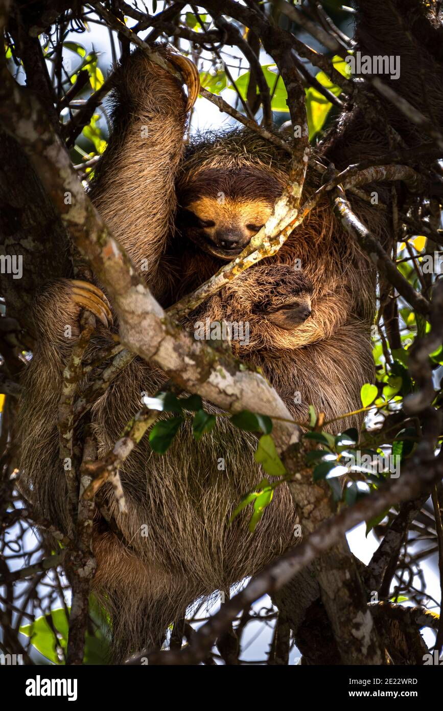 3 toed brown throated sloth with baby hanging peacefully in a tree Stock Photo