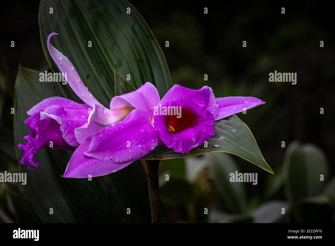 Purple colored terrestrial sobralia orchid image taken in Panama Stock Photo