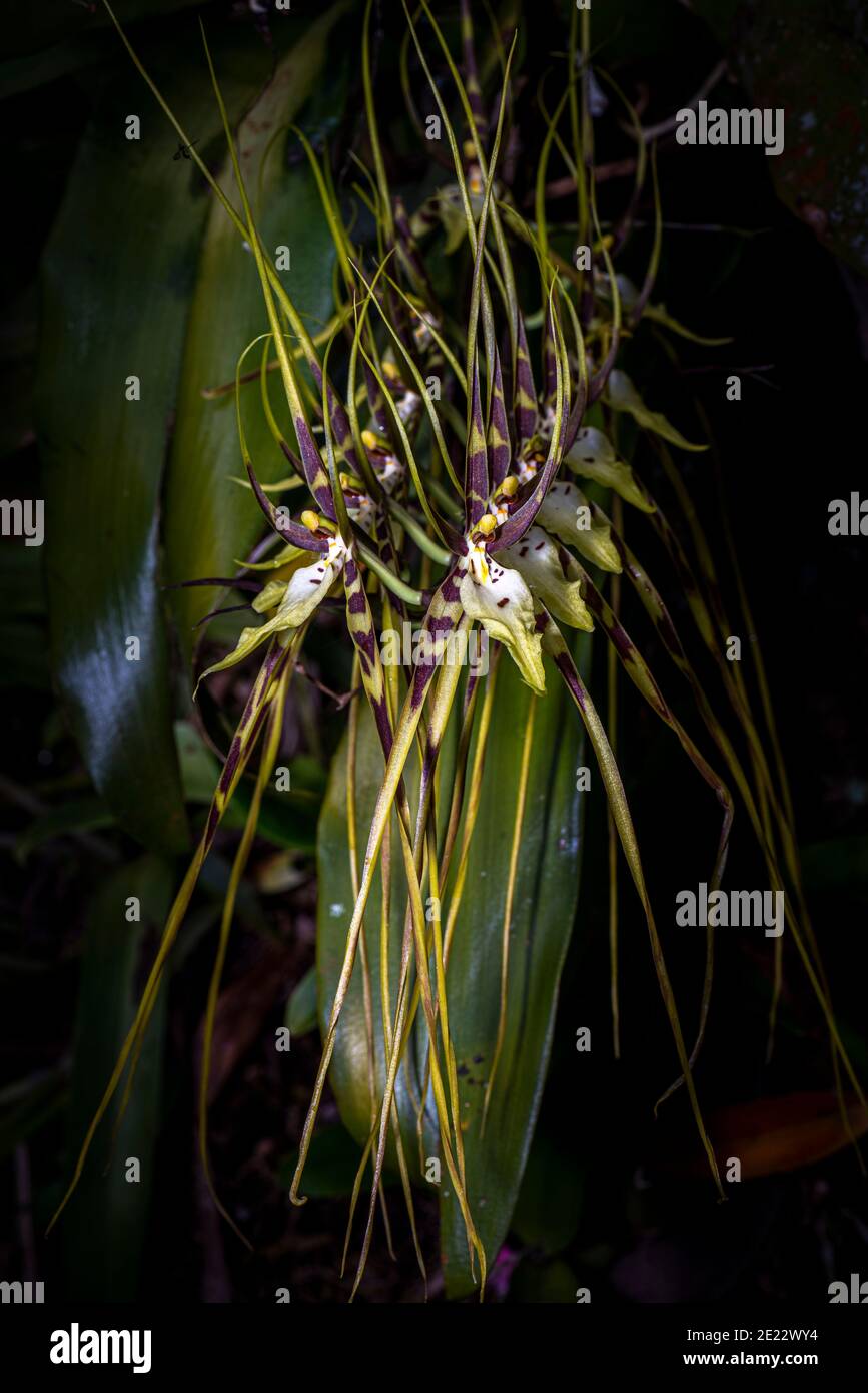 Brassia Orchid or spider orchid image taken in Panama Stock Photo