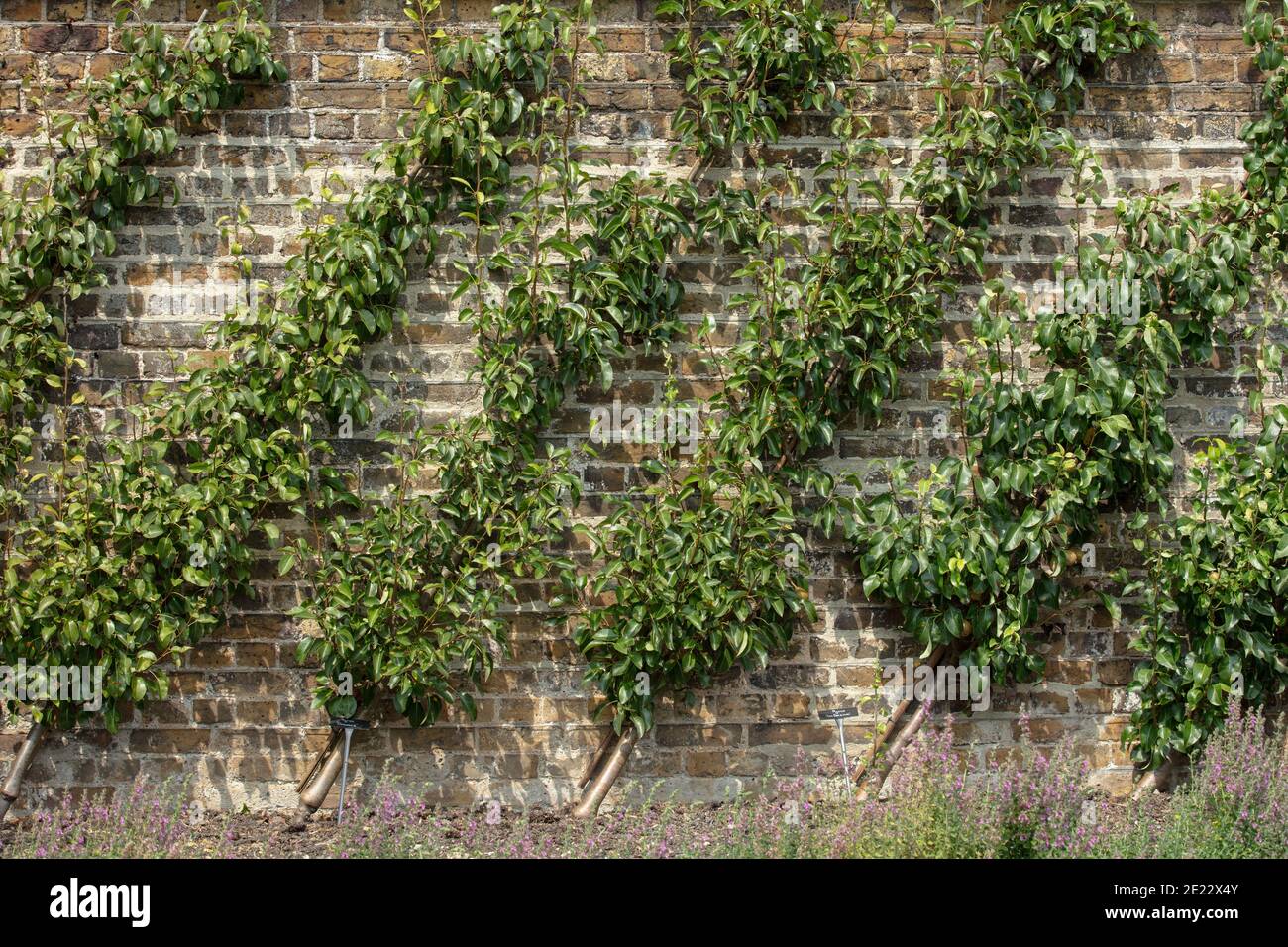 Fruit trees growing against wall hires stock photography and images Alamy