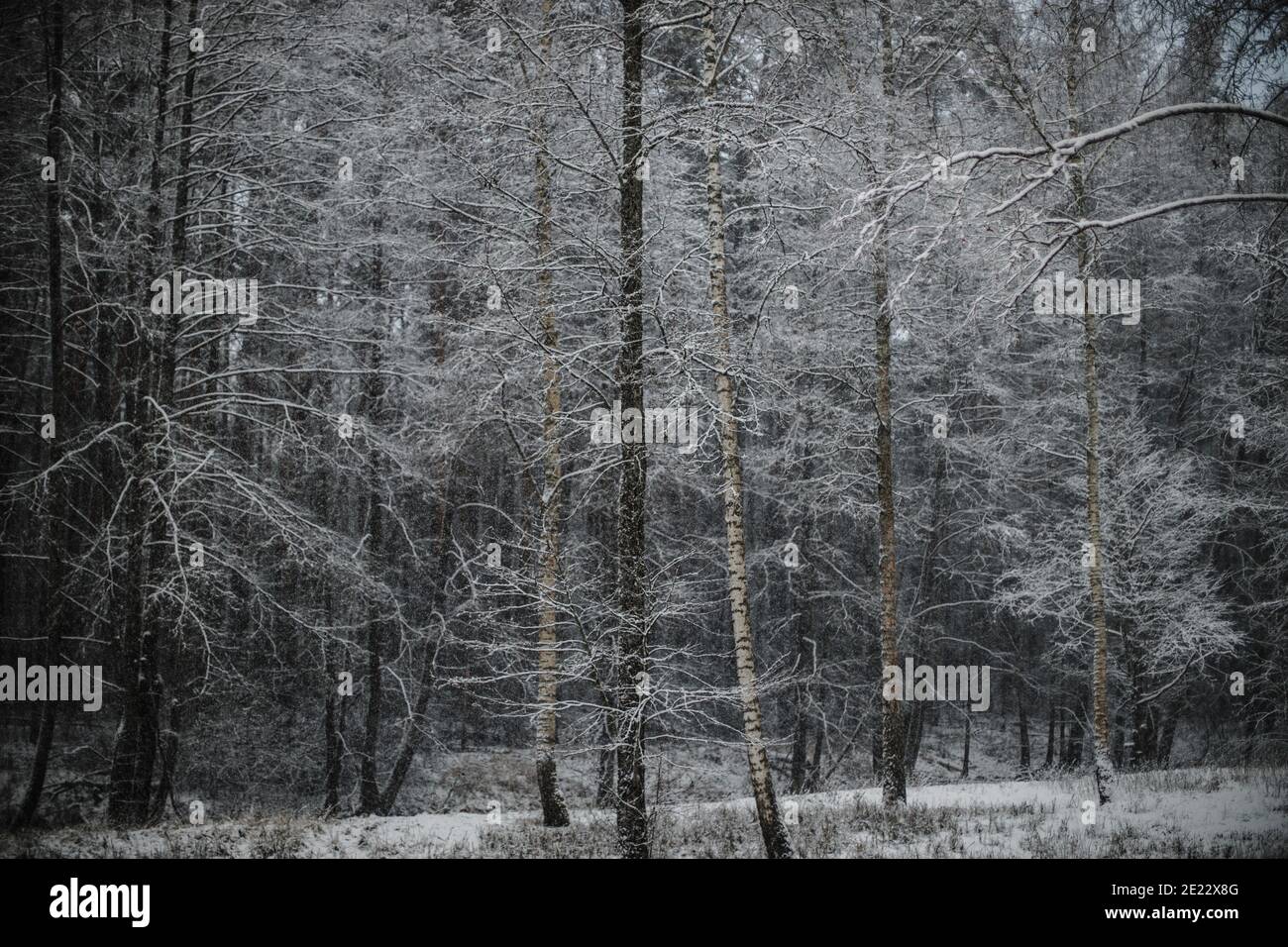 Frost covered forest hi-res stock photography and images - Alamy