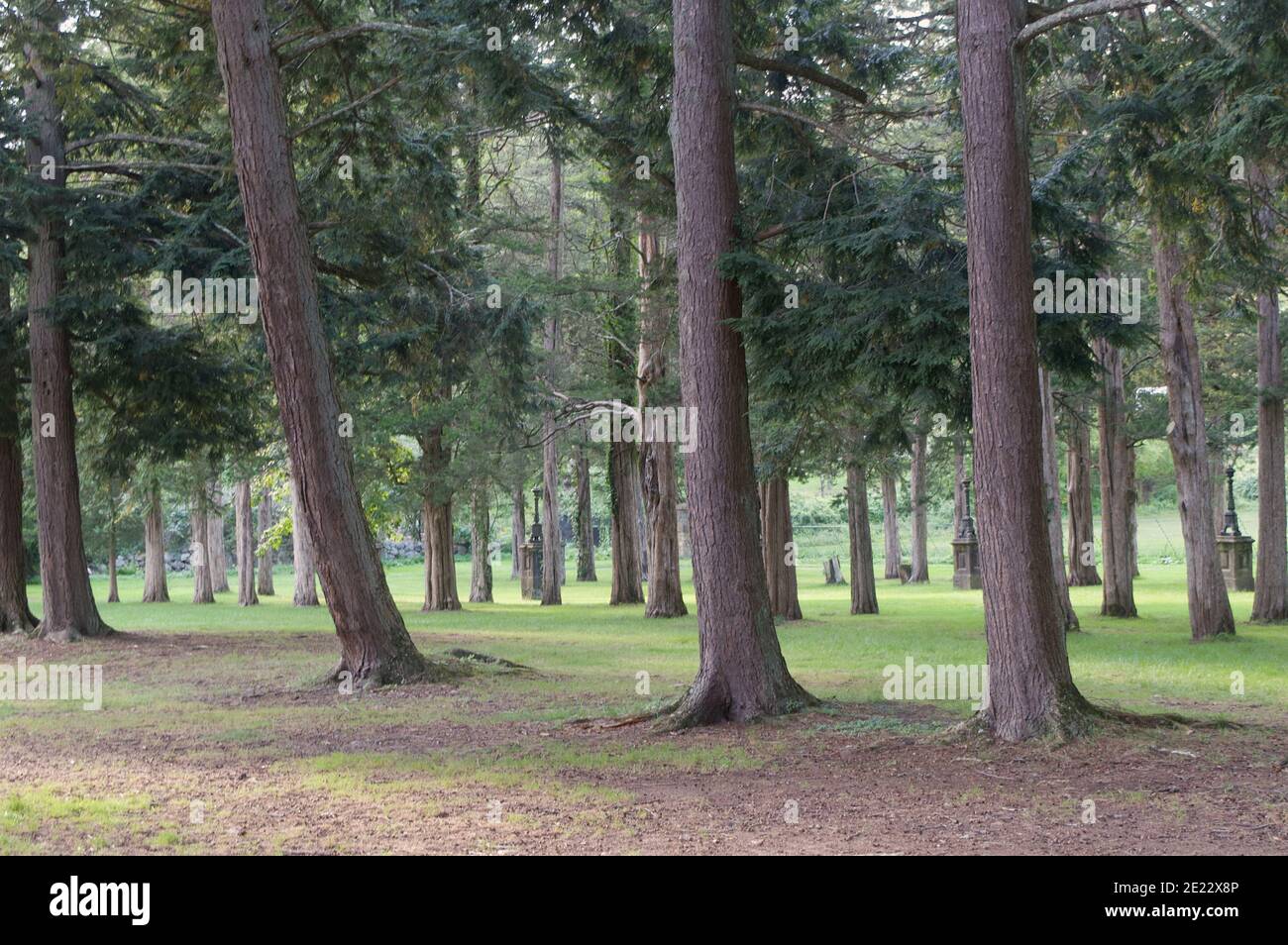 Shot of trees in a beautiful park Stock Photo - Alamy
