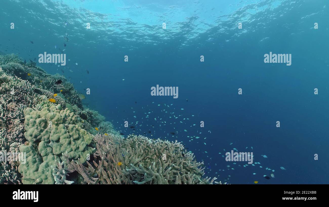 World Reef Fish Coral reef and tropical fishes. The underwater world of the Philippines ...