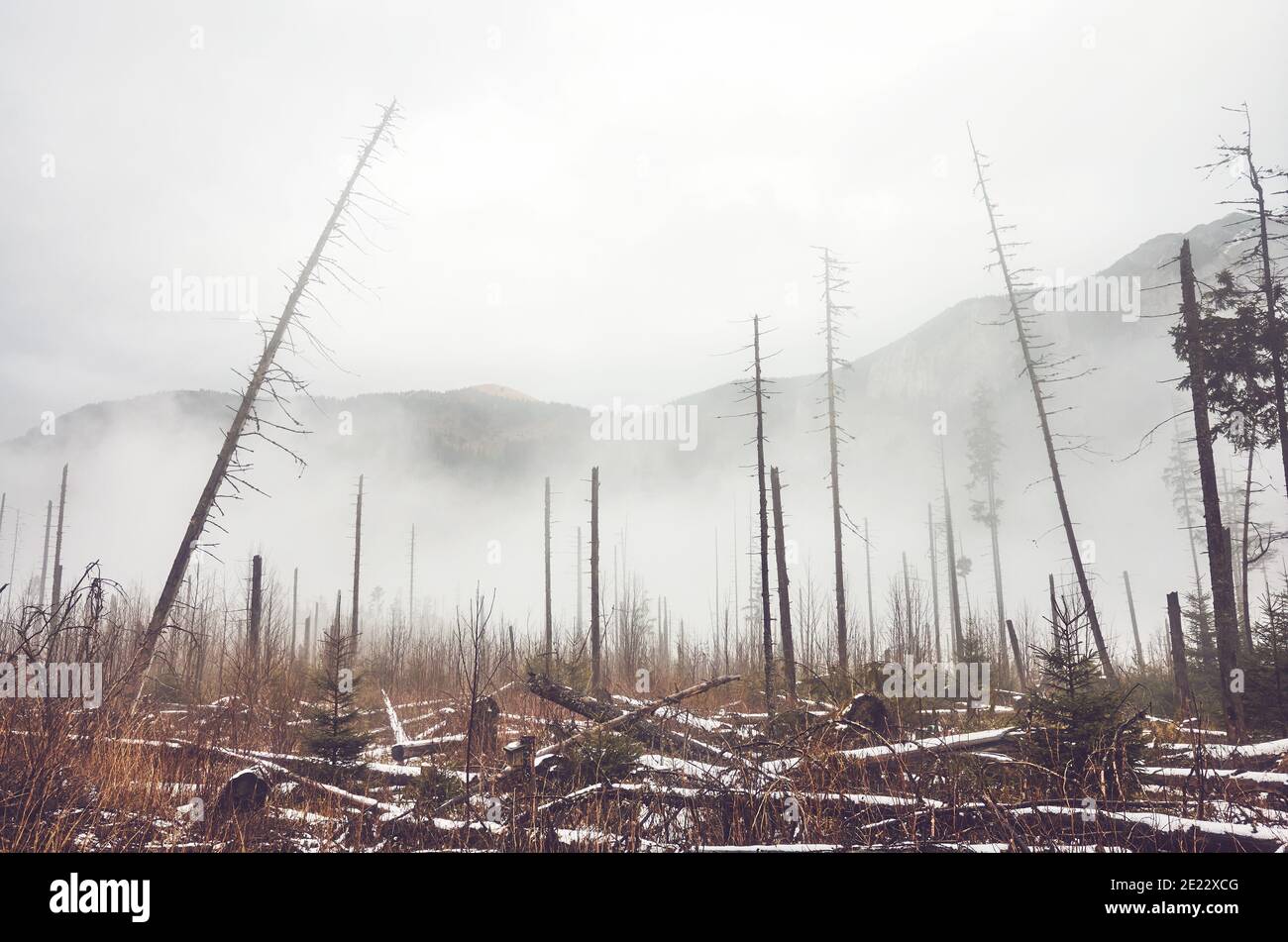 Dead mountain forest in winter, color toning applied. Stock Photo