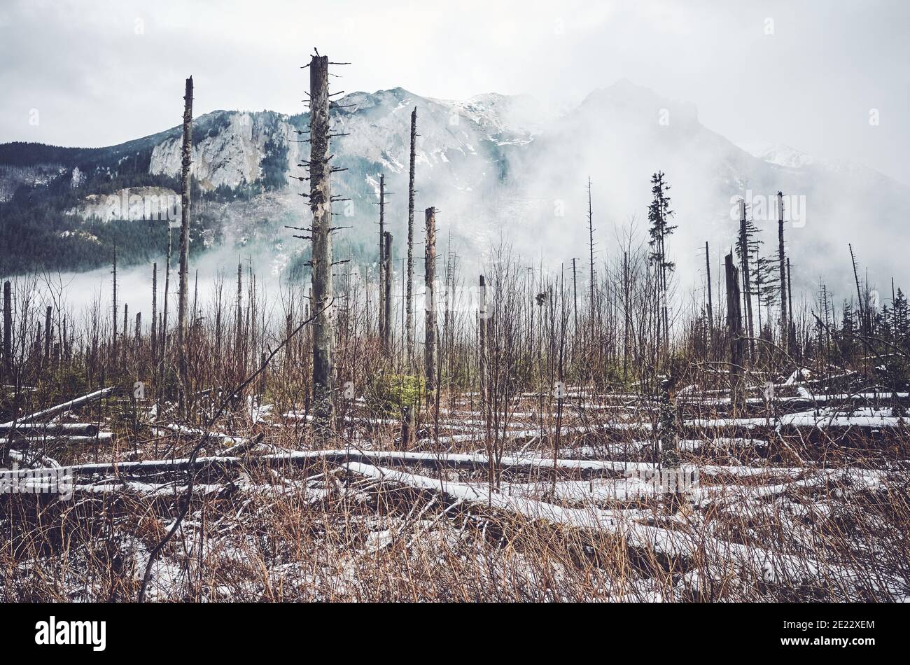 Dead mountain forest in winter, color toning applied. Stock Photo