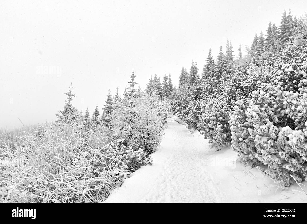 Black and white picture of a mountain path during heavy snowfall. Stock Photo
