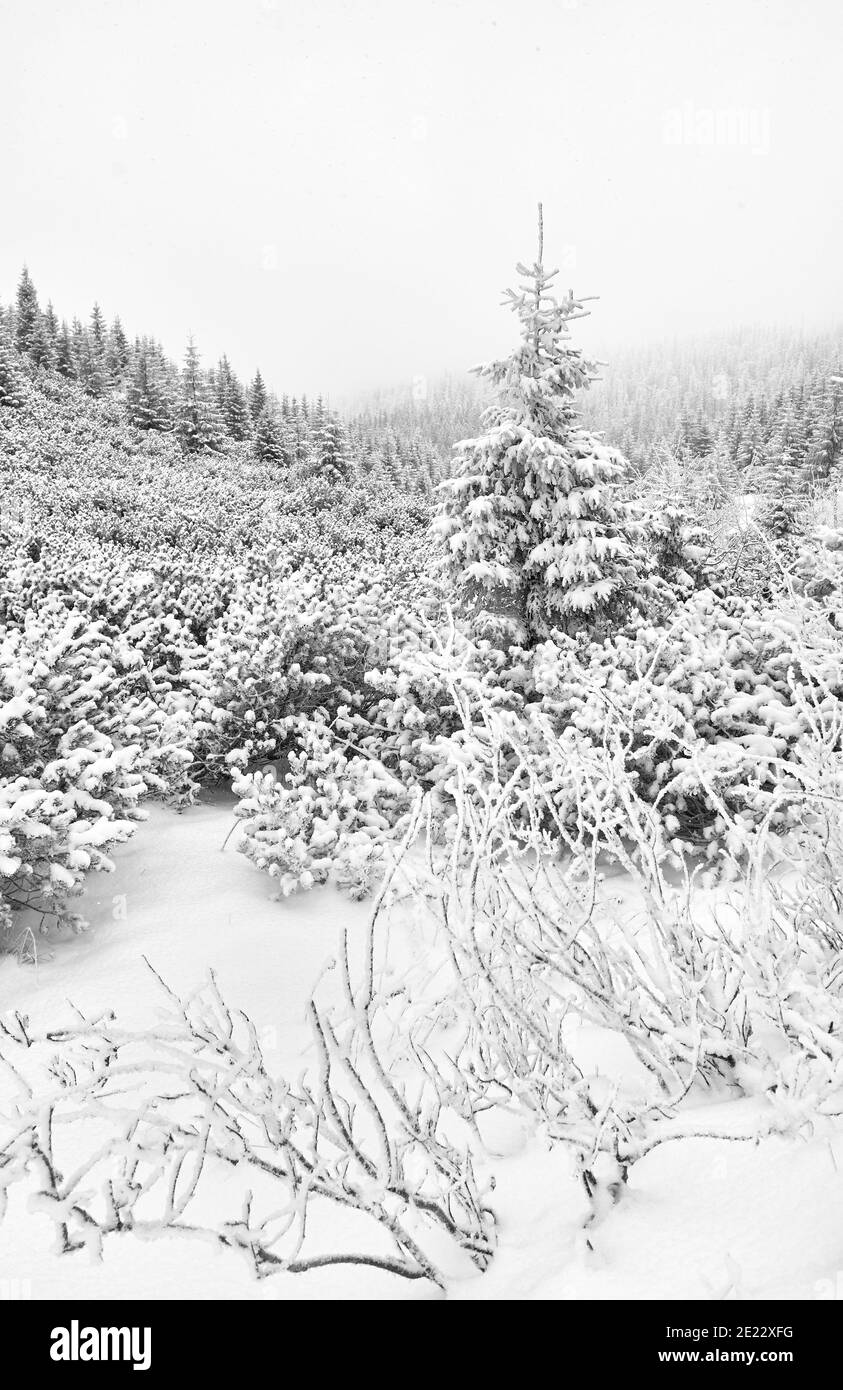 Black and white picture of a mountain landscape during heavy snowfall. Stock Photo