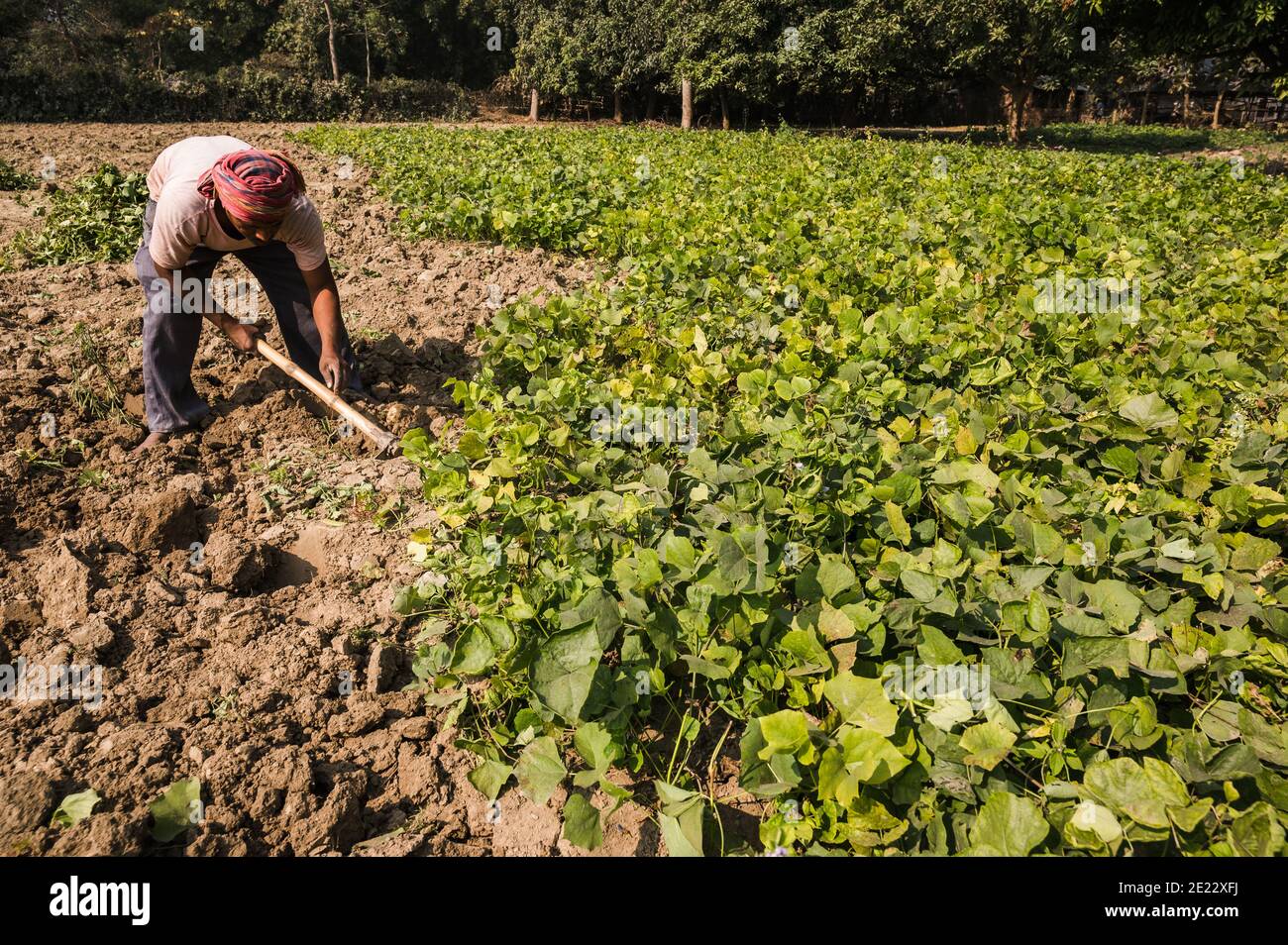 A farmer and his family is digging the cultivated soil and picking