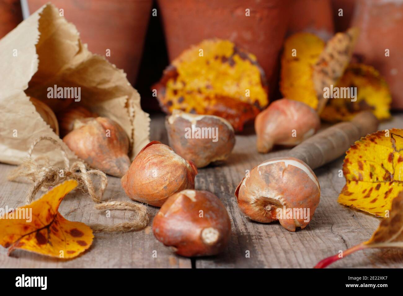 Tulipa - tulip bulbs. Spring flowering tulip bulbs on a potting bench ready for planting in autumn. UK Stock Photo