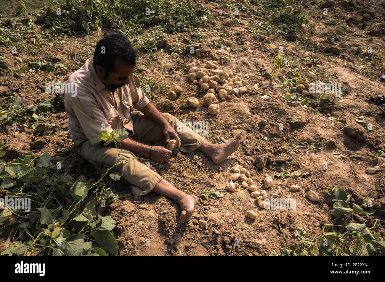 A farmer and his family is digging the cultivated soil and picking