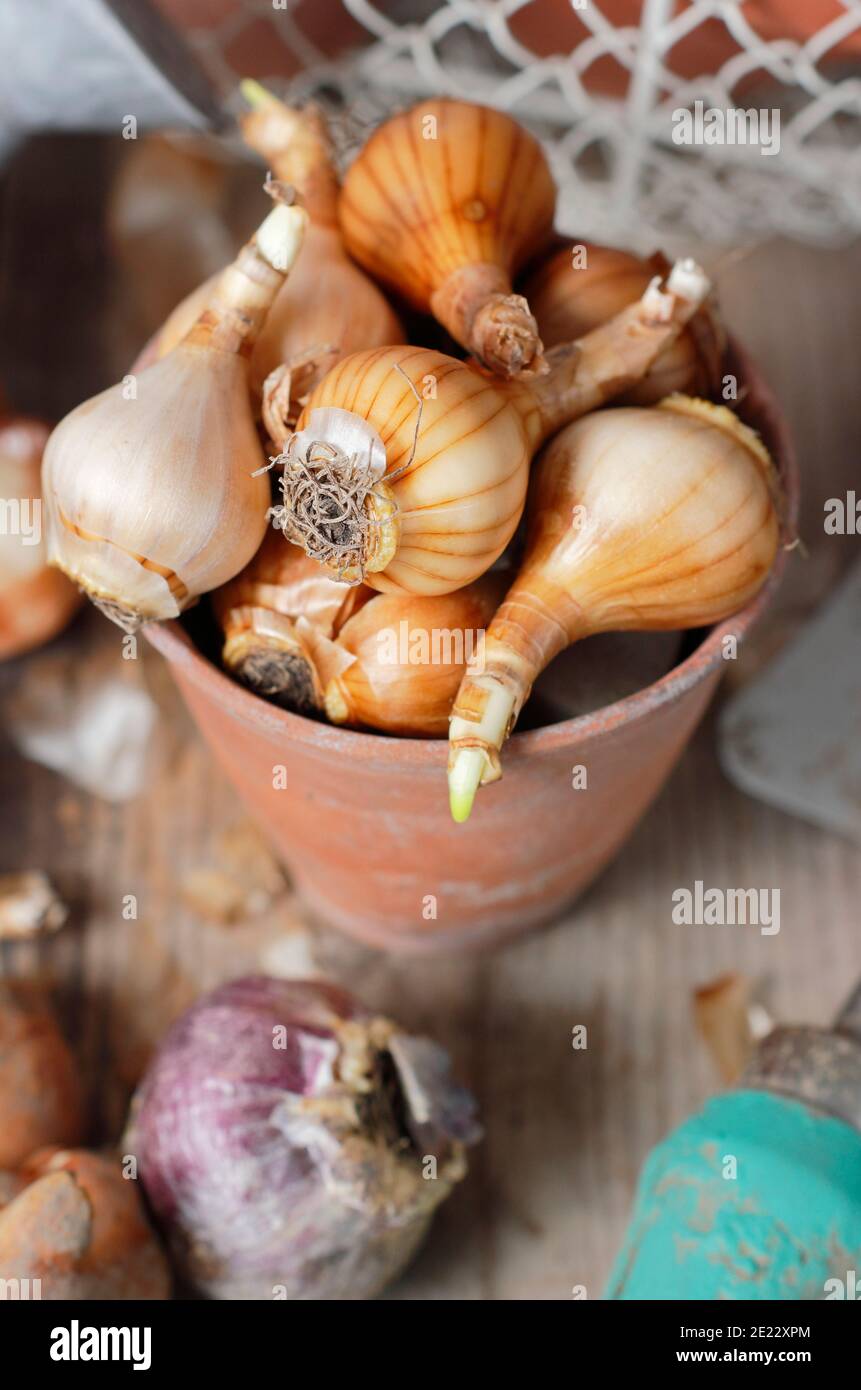 Spring bulbs on potting bench. Hyacinth, tulip and narcissus bulbs