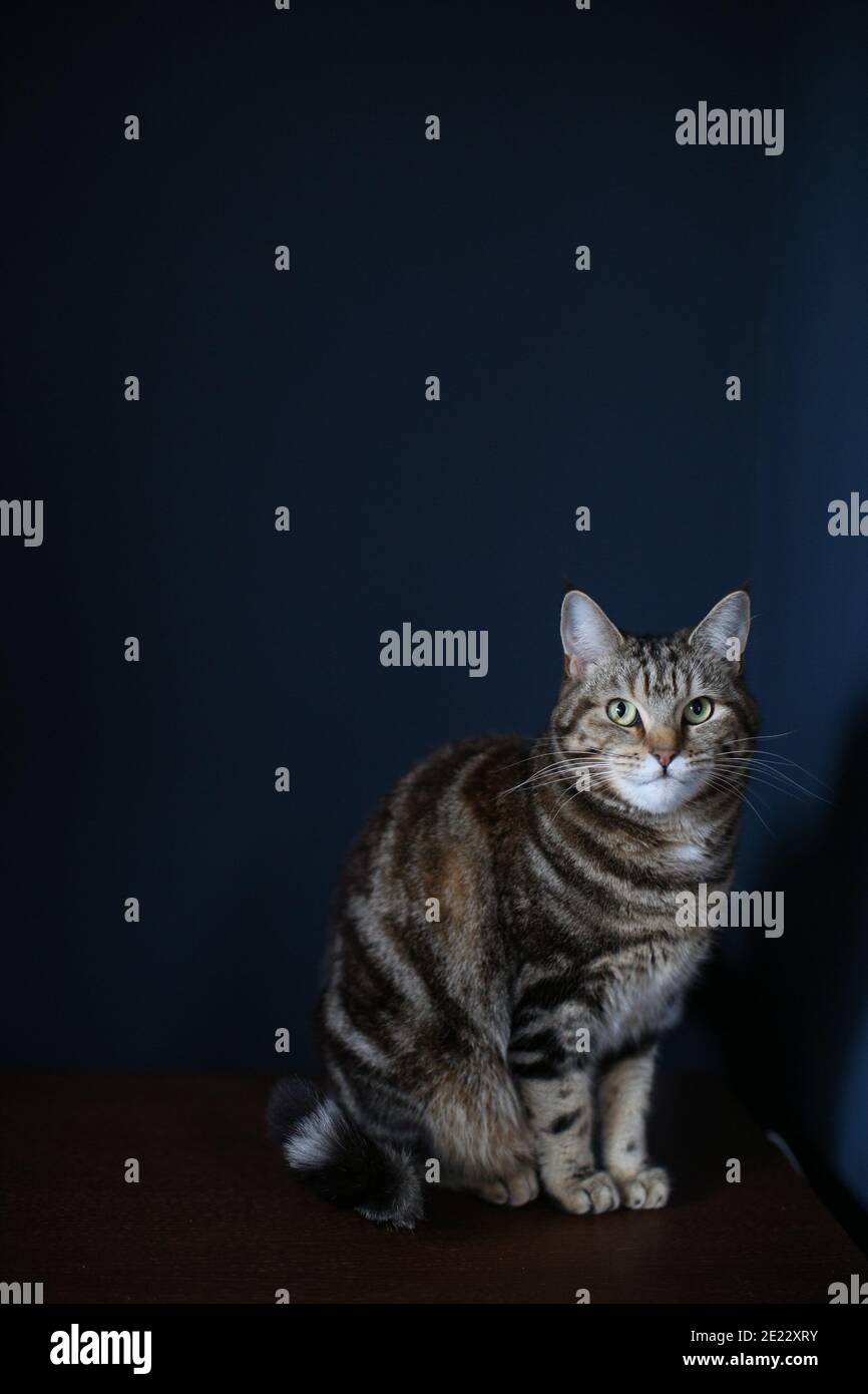 A brown and black striped Tabby cat sitting on a simple wooden table against a dark blue backdrop Stock Photo