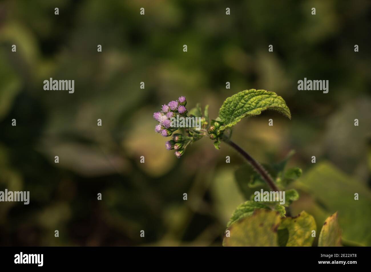 Jicama, also known as yam bean, is a round, fleshy taproot vegetable or