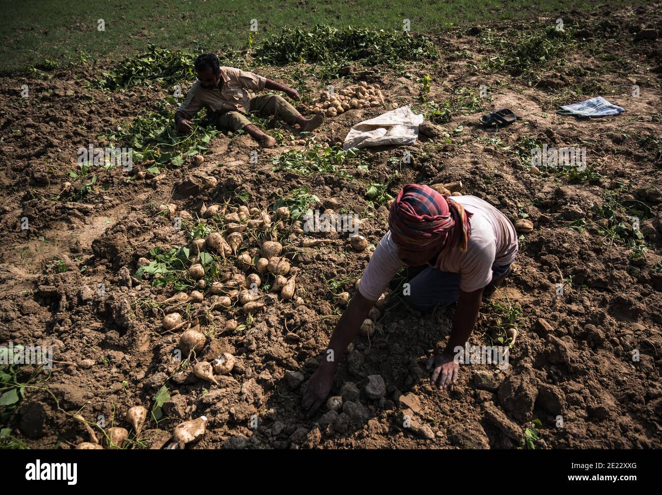 A farmer and his family is digging the cultivated soil and picking