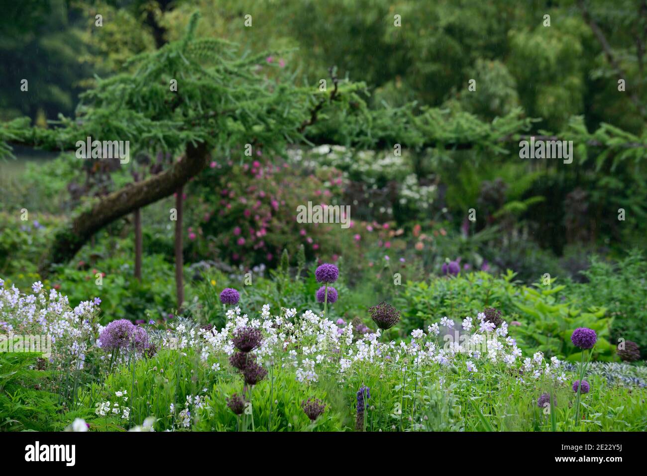 allium atropurpureum,Allium hollandicum Purple Sensation,geranium splish splash,alliums and geraniums,allium and geranium,purple white blue flowers,fl Stock Photo